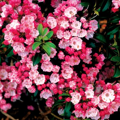 Mountain Laurel Little Linda