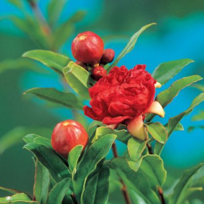 Dwarf Pomegranate  Punica granatum 'Nana'