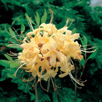 Azalea My Mary