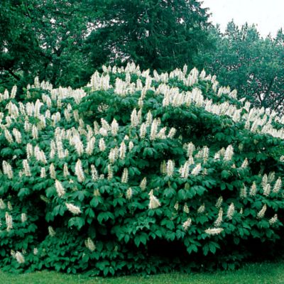 Bottlebrush Buckeye