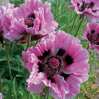 Oriental Poppy Manhattan