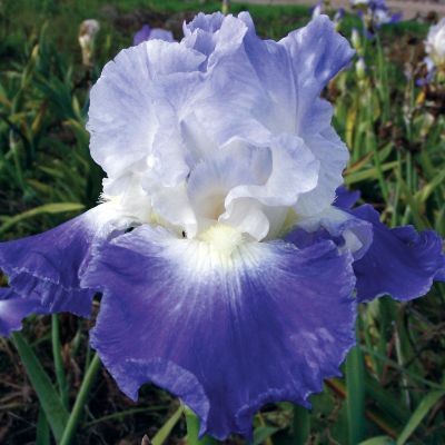 Iris Clarence