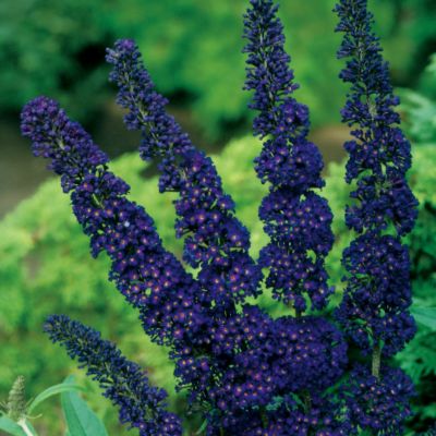 Butterfly Bush Black Knight