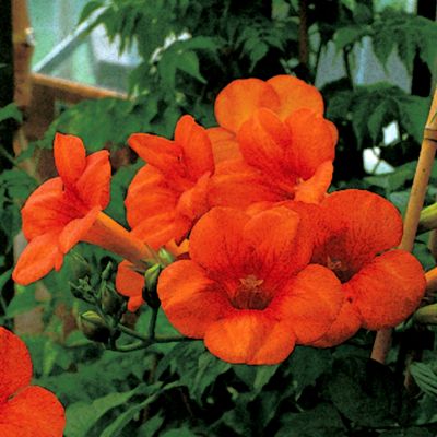 Trumpet Vine Mme. Galen