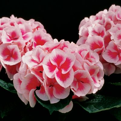 Hydrangea Angel Robe<TM> PP#10,439