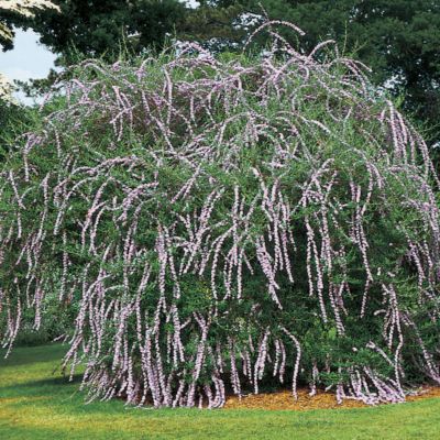 Fountain Butterfly Bush