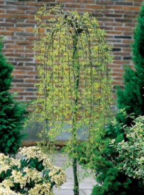 Caragana 'Walker'