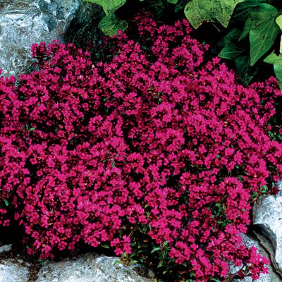 Thyme Ruby Glow