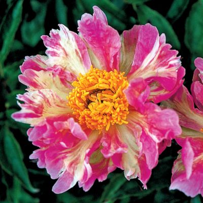 Peony Pink Spritzer