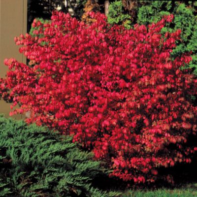 Trees and Shrubs