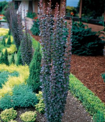 Barberry Helmond Pillar