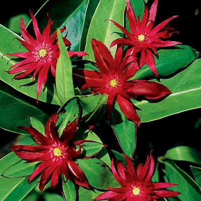 Anise Aztec Fire