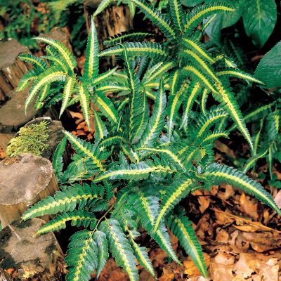 Variegated Holly Fern