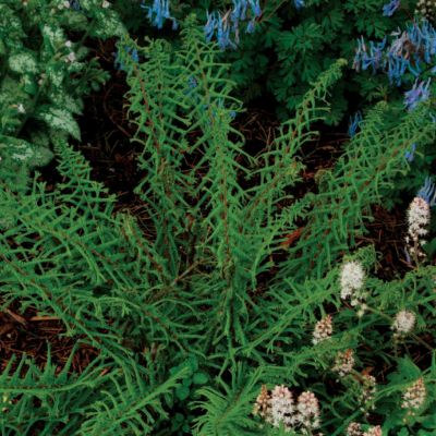 Lady Fern Dre