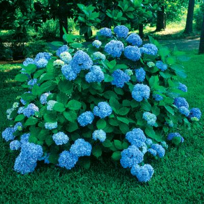 Hydrangea Nikko Blue