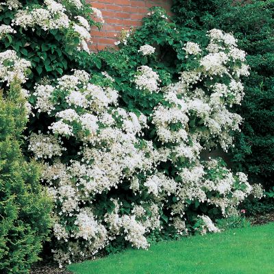 Climbing Hydrangea
