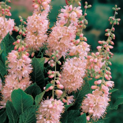 Rosy Summersweet: 4 to 6 feet tall and wide, with long, dark green foliage and lengthy spikes studded with reddish buds. The buds open to frilly rosy-pink blooms, somewhat like Bottlebrush.