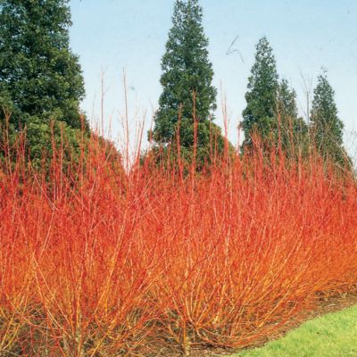 Willow Coral Embers