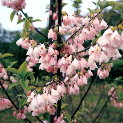 Halesia carolina 'Rosea'