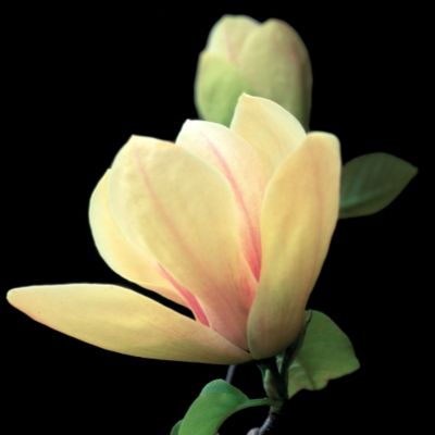 Magnolia  Sunsation