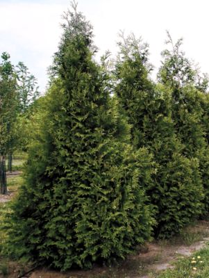 Thuja Steeplechase PP#16,094