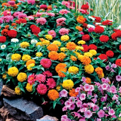 Zinnia Magellan Mix