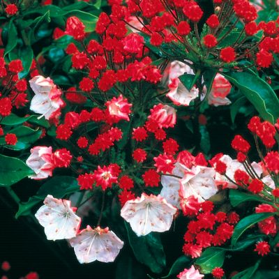 Mountain Laurel Olympic Fire