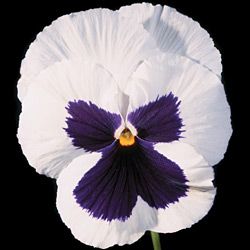 Pansy Park