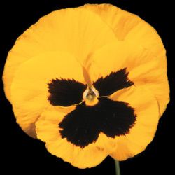 Pansy Park