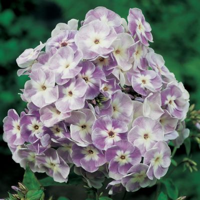 Phlox paniculata Katherine