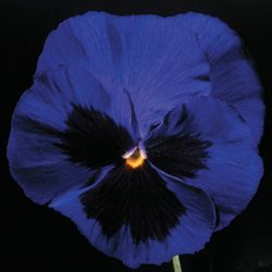 Pansy Park's Whopper Blue: 4-inch blooms of blue with black blotches on plants 6 to 8 inches high, 8 to 10 inches wide.