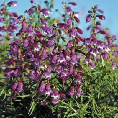 Penstemon Sunburst Amethyst