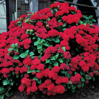 Hydrangea Alpengluhen (Glowing Embers)