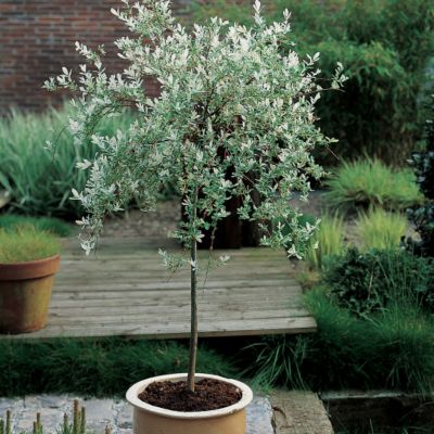 Dwarf Japanese Willow