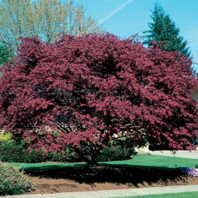 Japanese Maple Bloodgood