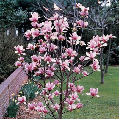 Magnolia soulangiana