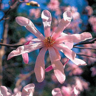 Magnolia 'Leonard Messel'