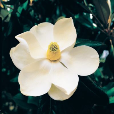 Southern Magnolia  Edith Bogue