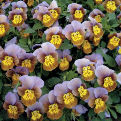 Viola 'Skippy XL Plum-Gold': 1 1/2-inch blooms of rich gold and plum with black whiskers on evergreen plants 6 inches high, 8 inches wide.