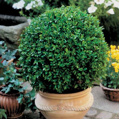 Boxwood Green Velvet