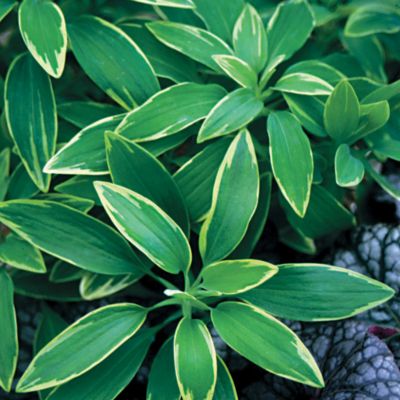 Alstroemeria Glory of the Andes