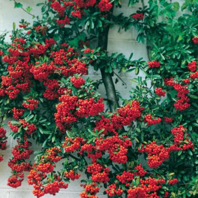 Firethorn Mohave