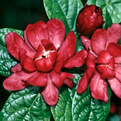 Raulston Allspice Hartlage Wine