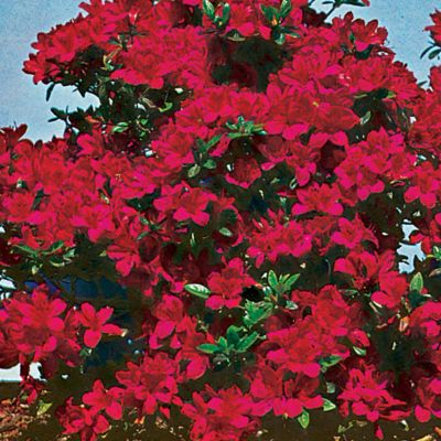 Azalea Red-Red