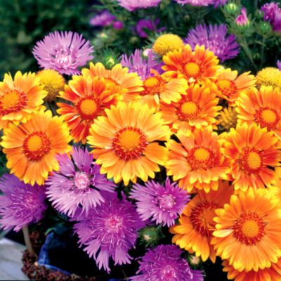 Blanket Flower Oranges & Lemons PP#17,092