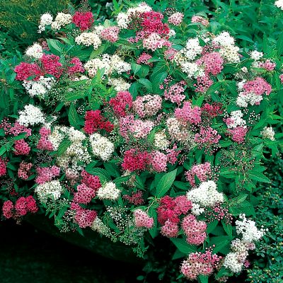 Japanese Spiraea Shibori