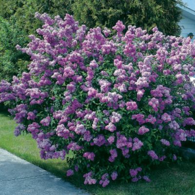 Lilac Lavender Lady