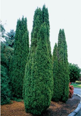 American Arborvitae Degroot