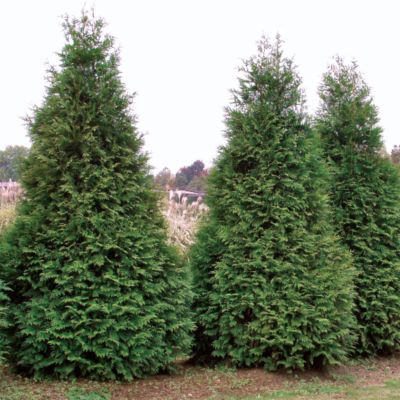 Thuja Green Giant