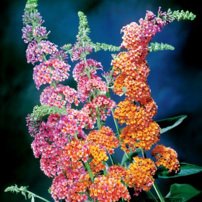 Butterfly Bush Bicolor